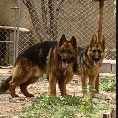 ژرمن شجره دار|سگ|ابهر, |دیوار