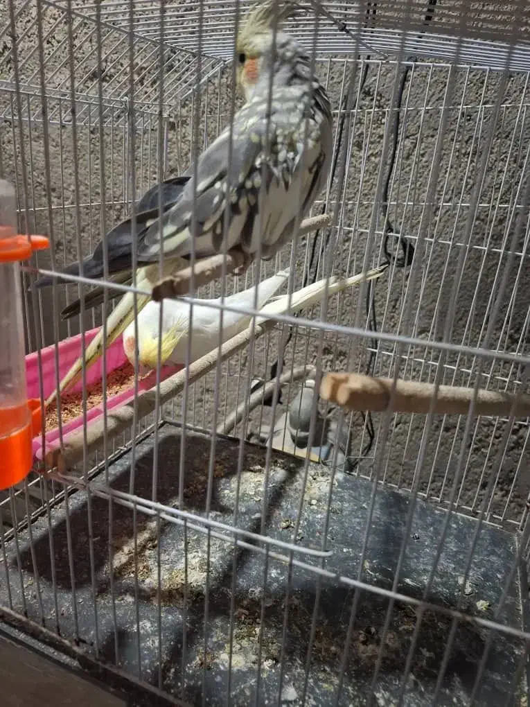 عروس هلندی|پرنده|بندر ماهشهر, |دیوار