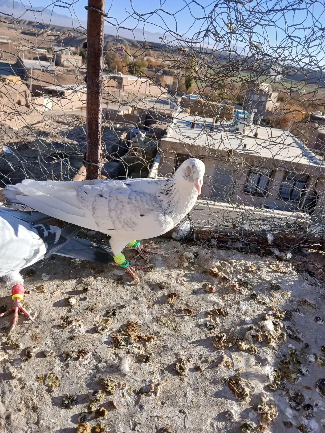 ۳تا گرفتنی|پرنده|سبزوار, رضوی|دیوار