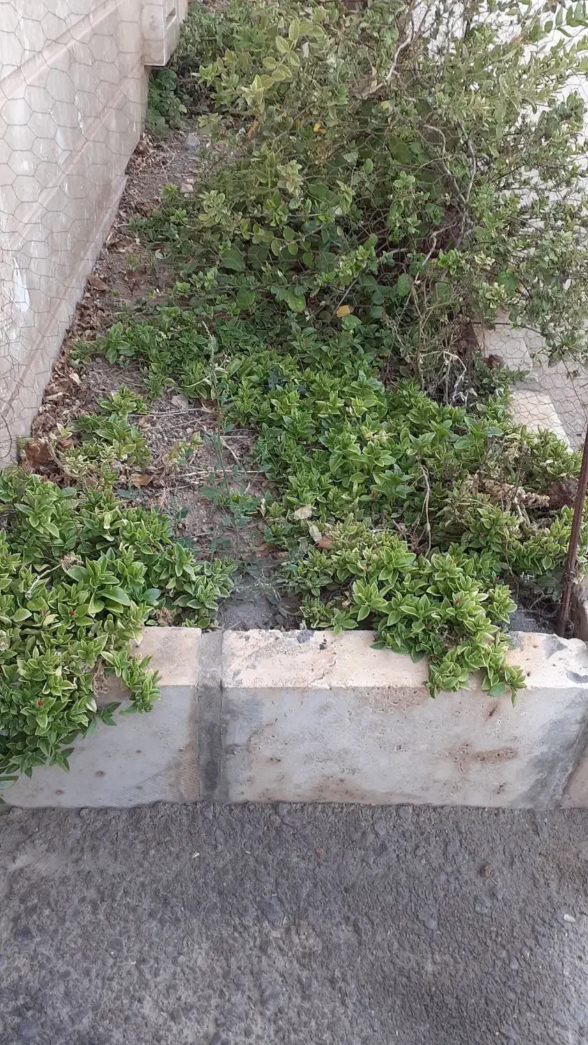 قلمه ناز|گل و گیاه طبیعی|محلات, |دیوار