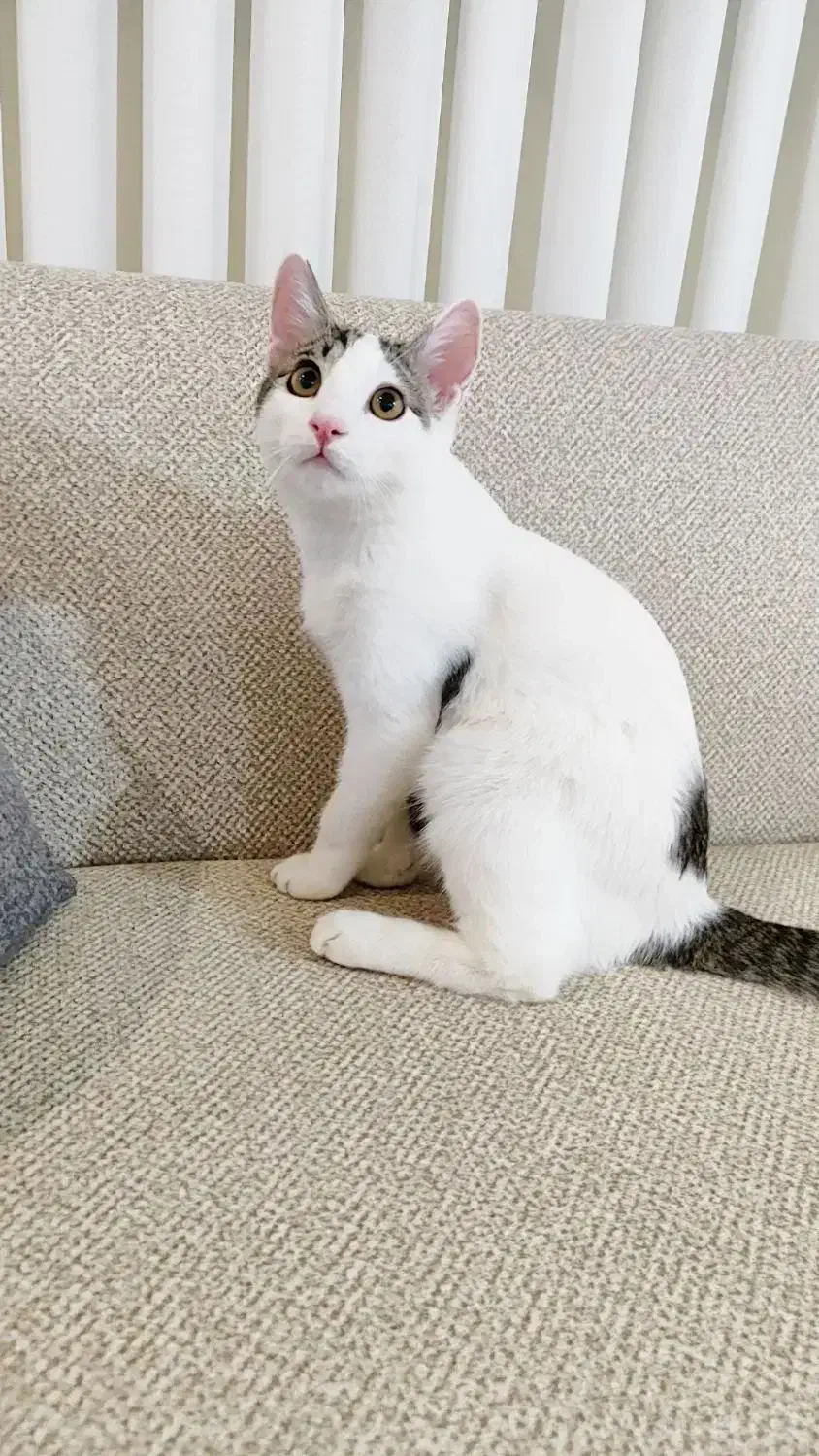 واگذاری گربه نر ۸ماهه|گربه|گنبد کاووس, |دیوار