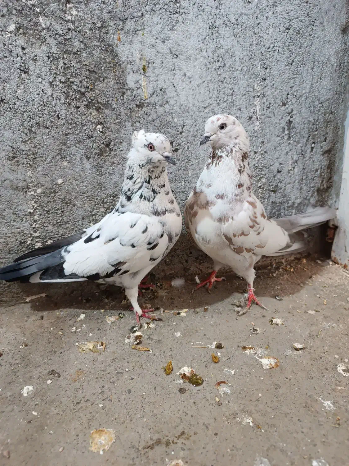 دو جفت کفتر پرشی|پرنده|ملایر, |دیوار