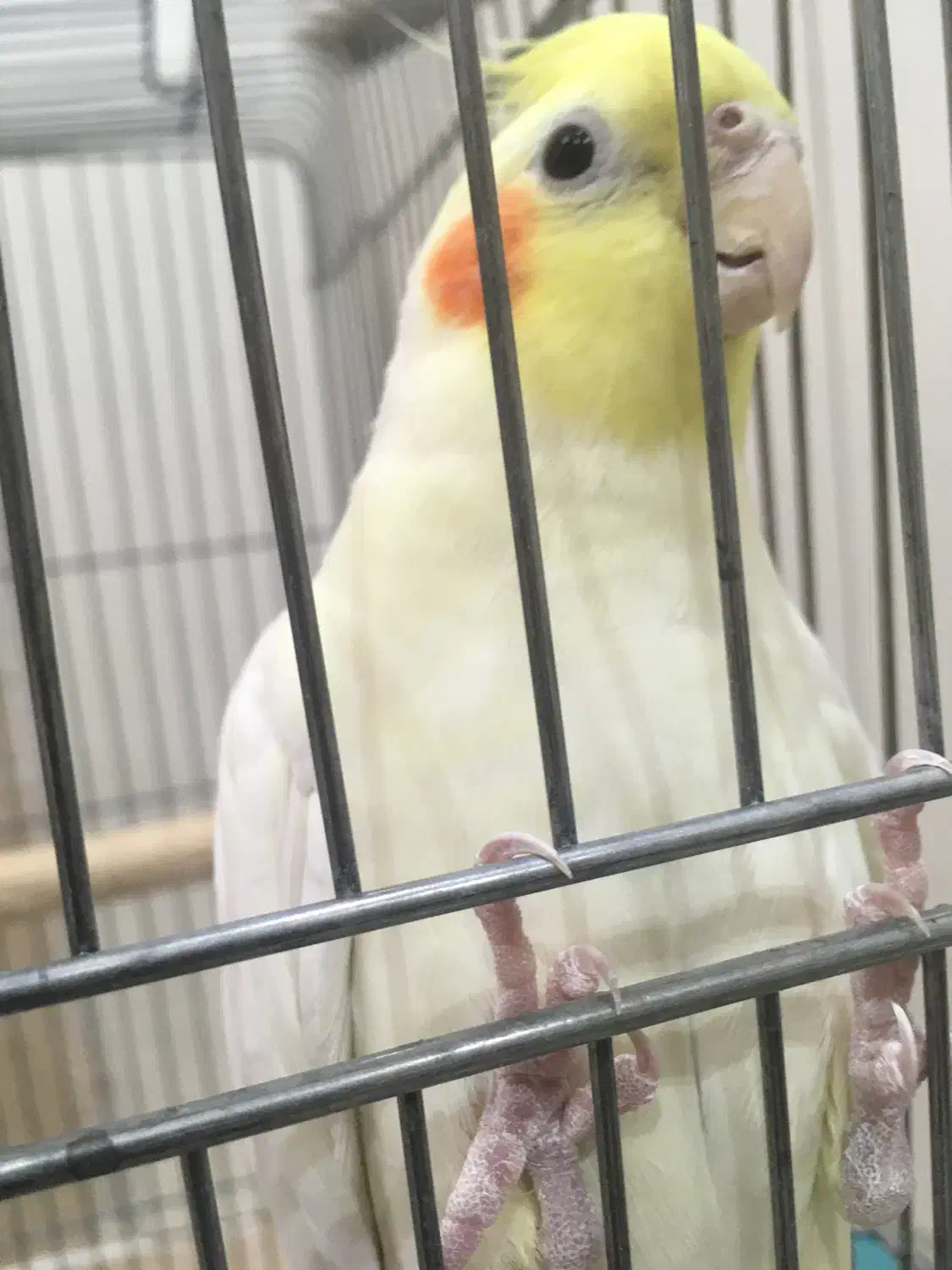 یک جفت عروس هلندی|پرنده|سبزوار, قصبه شرقی|دیوار