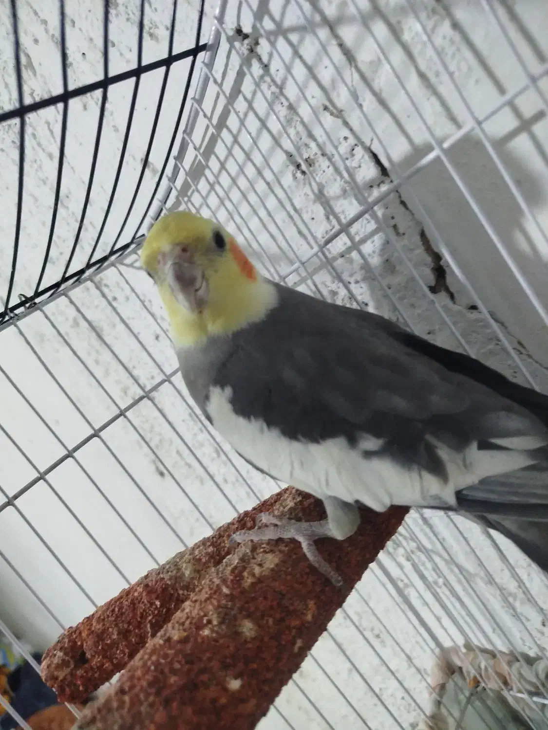 پرنده|پرنده|نیریز, |دیوار