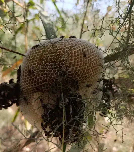 عسل طبیعی درجه یک به شرط ارسال از خوزستان|خوردنی و آشامیدنی|جلفا, |دیوار