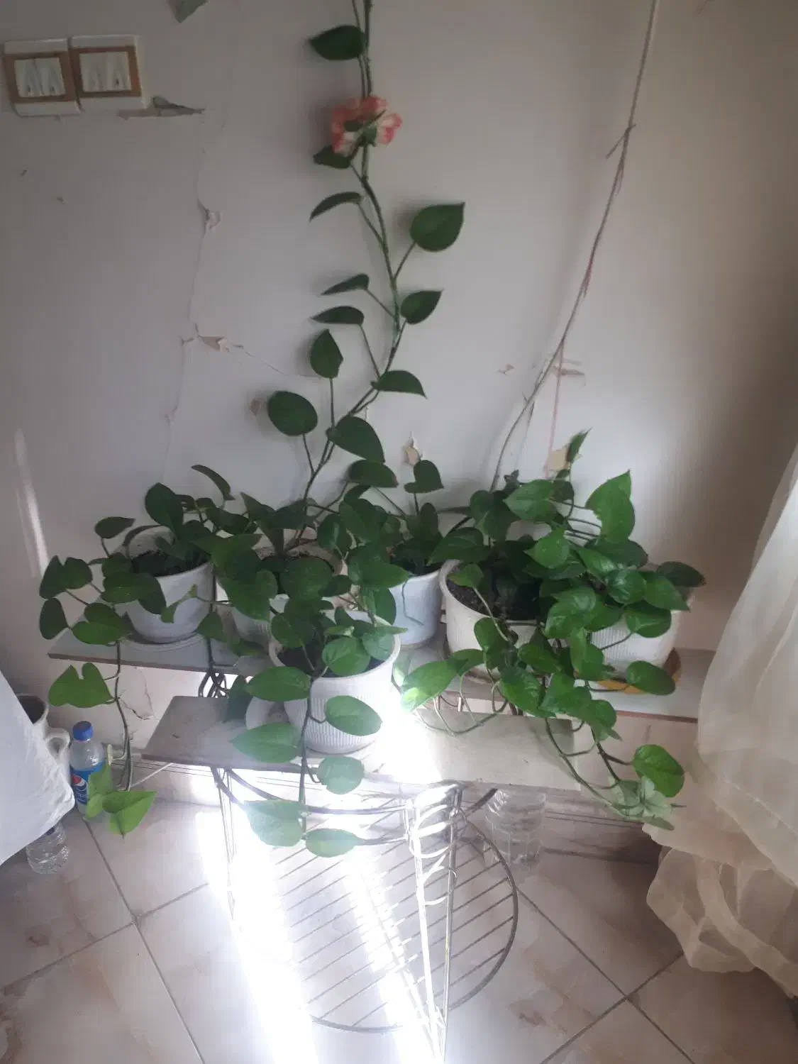 حراج گلهای آپارتمانی|گل و گیاه طبیعی|قزوین, |دیوار