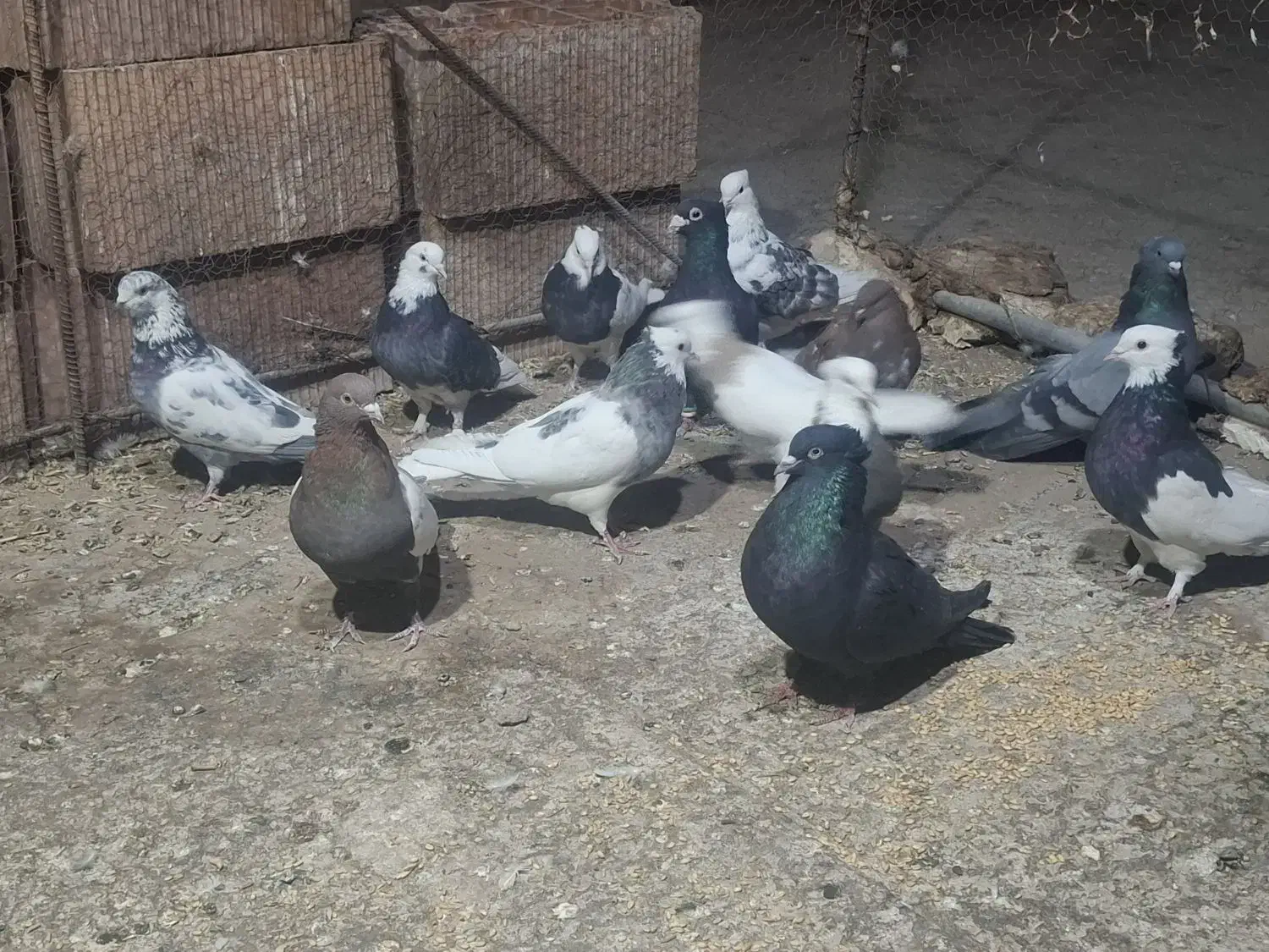 13 عدد پرنده|پرنده|نرماشیر, |دیوار