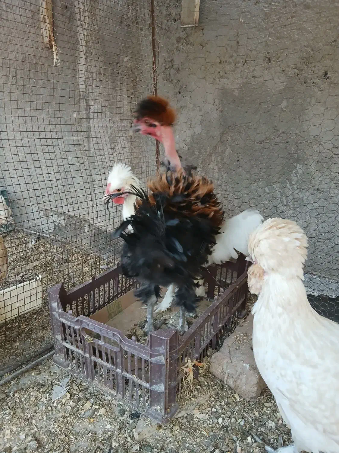 جوجه خروس سلطان و فری|حیوانات مزرعه|نیشابور, بنیاد شهید|دیوار