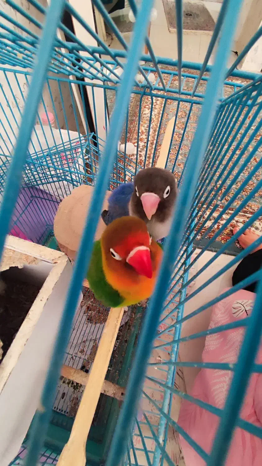 طوطی برزیلی نر و ماده جفت با قفس|پرنده|کرج, شهرک یاس جنوبی|دیوار