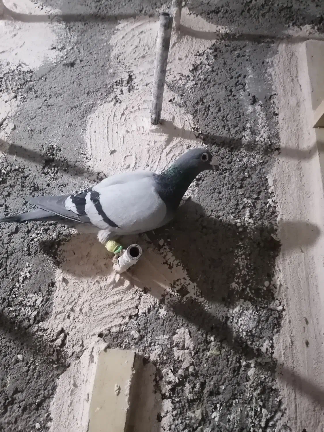 سبز نر|پرنده|فردوس (خراسان), |دیوار