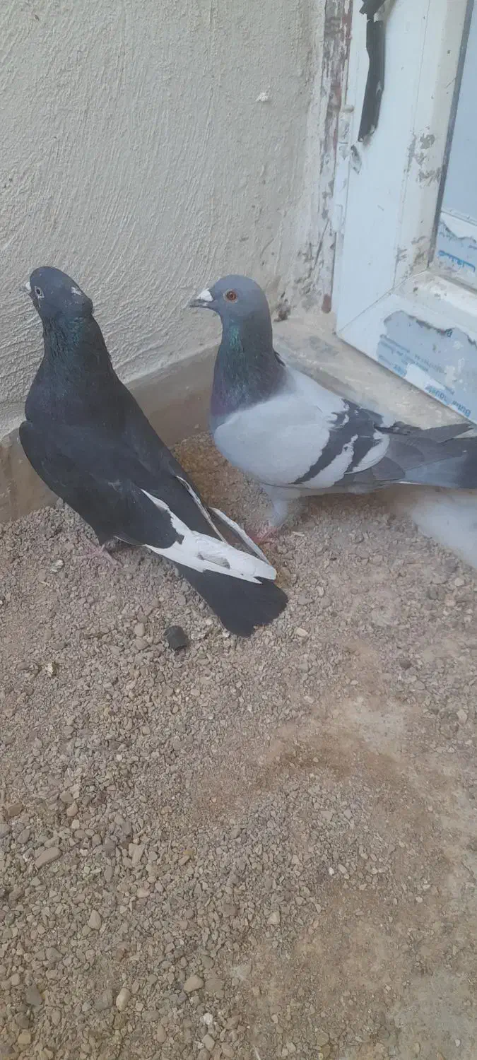 بدلیجات|بدلیجات|فسا, |دیوار