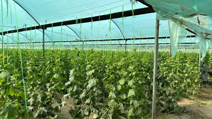 نیازمند کارگر در عنبرآباد|استخدام صنعتی، فنی، مهندسی|ایرانشهر, |دیوار