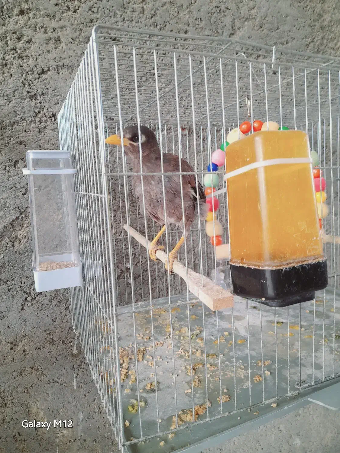 عروس هلندی ومرغ مینا|پرنده|آق قلا, |دیوار