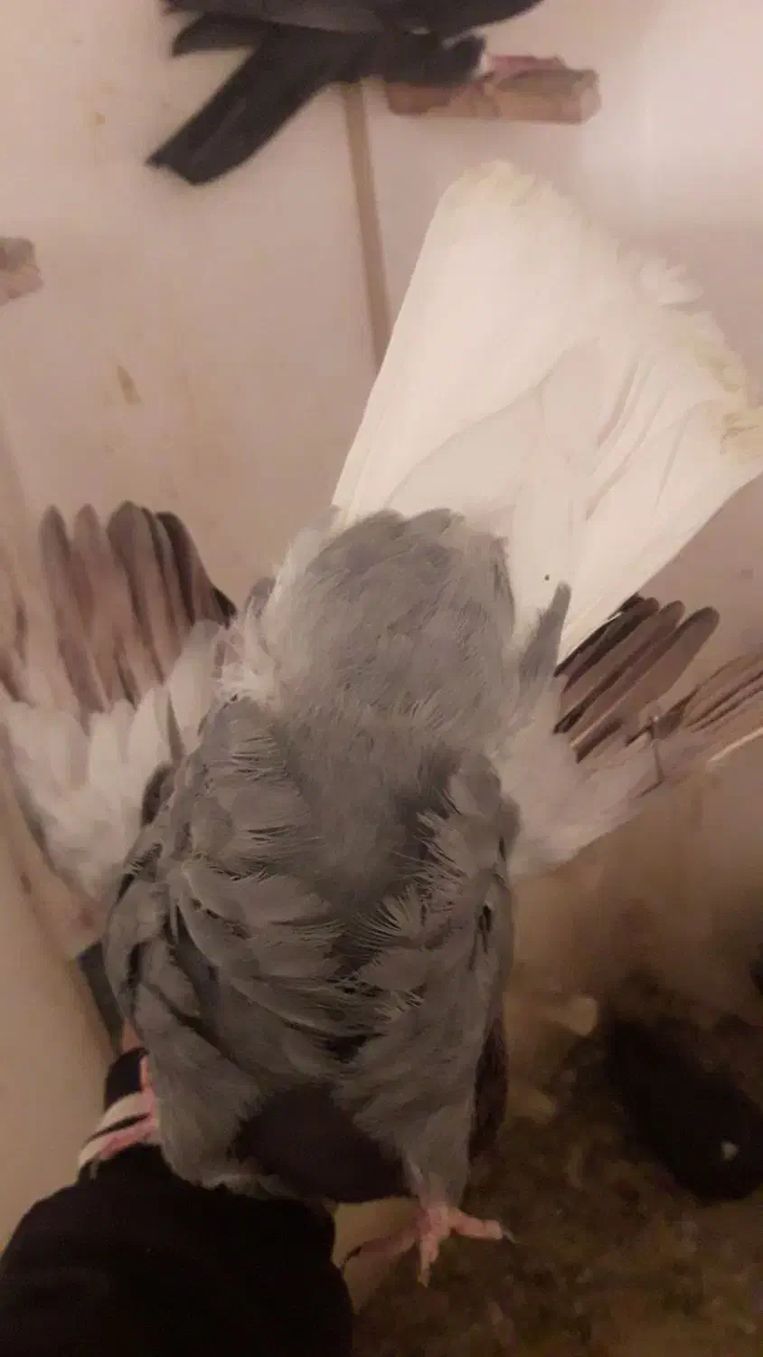 کفتر گلی دم سفید|پرنده|رفسنجان, |دیوار