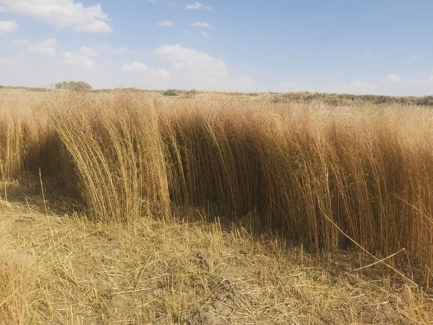 جاروی محلی|لوازم نظافت|دهگلان, |دیوار