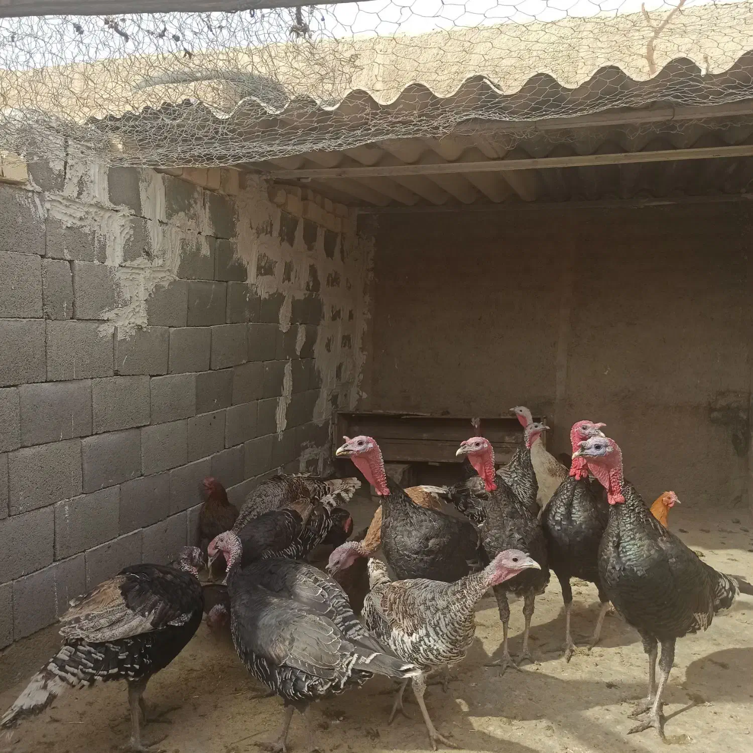 بوقلمون محلی به صورت جفتی|پرنده|طسوج, |دیوار