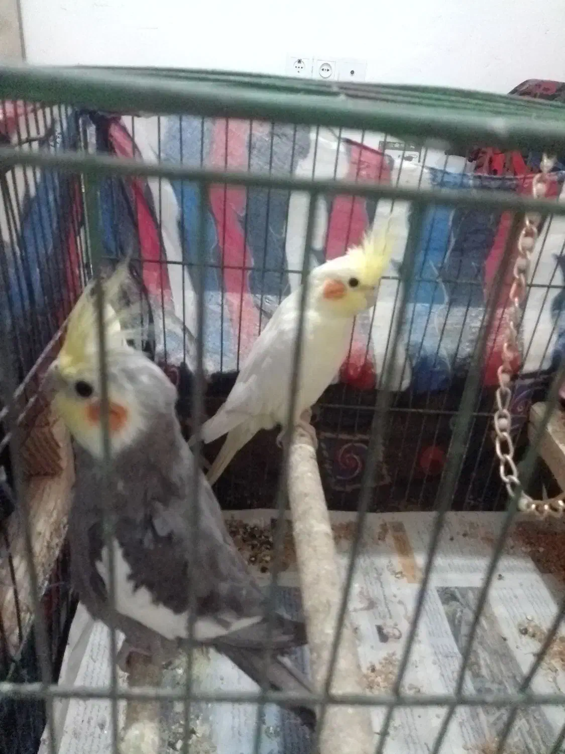 معاوضه عروس با برزیلی|پرنده|لنگرود, |دیوار