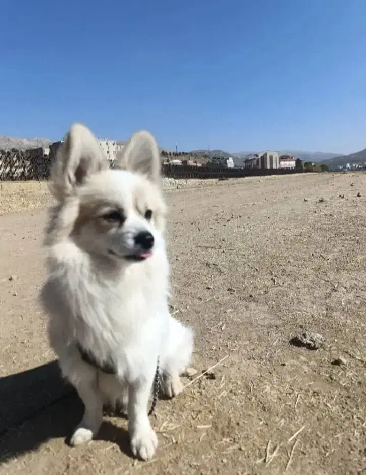 پامر.|سگ|یاسوج, |دیوار