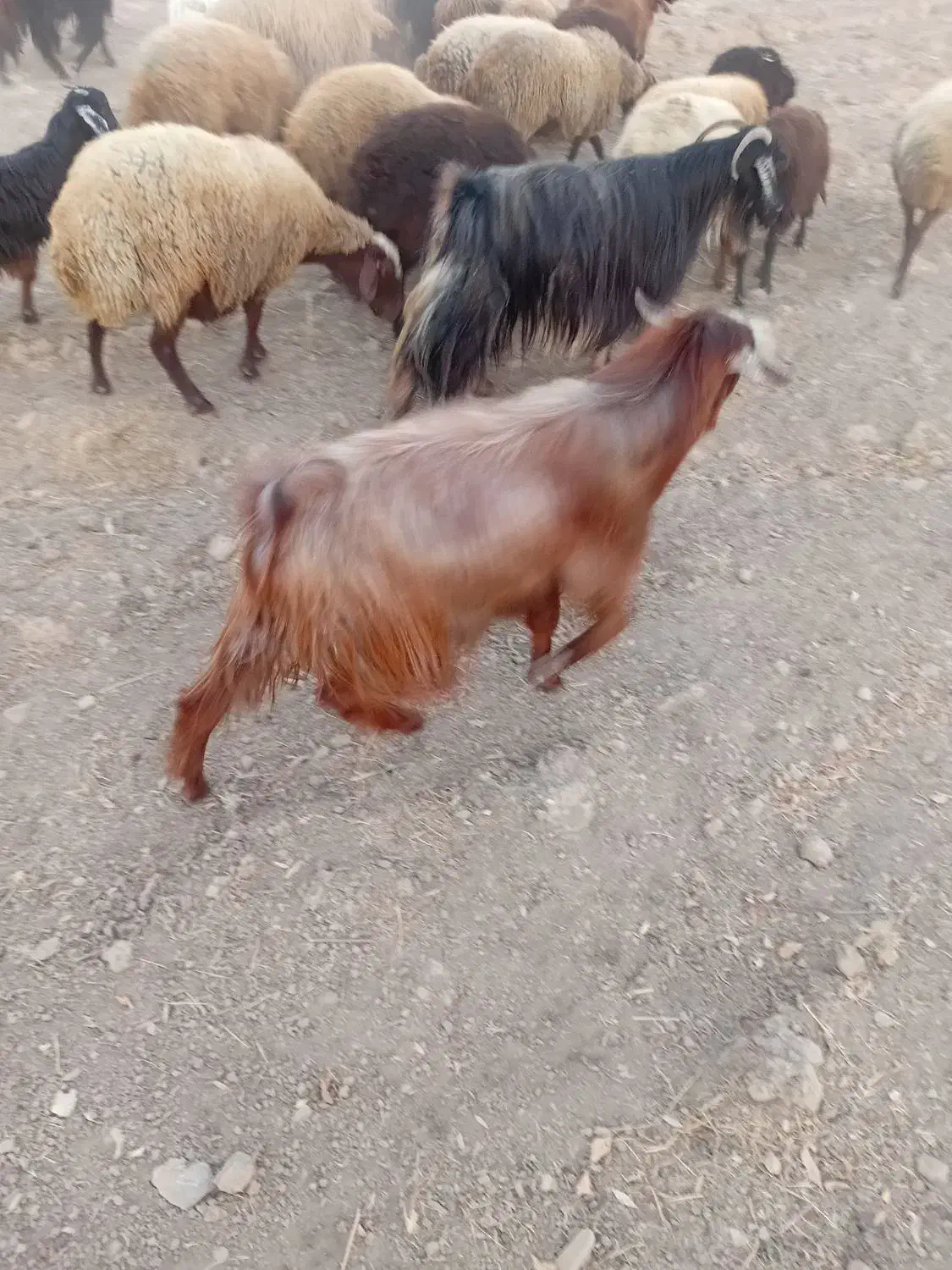 3راس چپش نر|حیوانات مزرعه|کنگاور, |دیوار