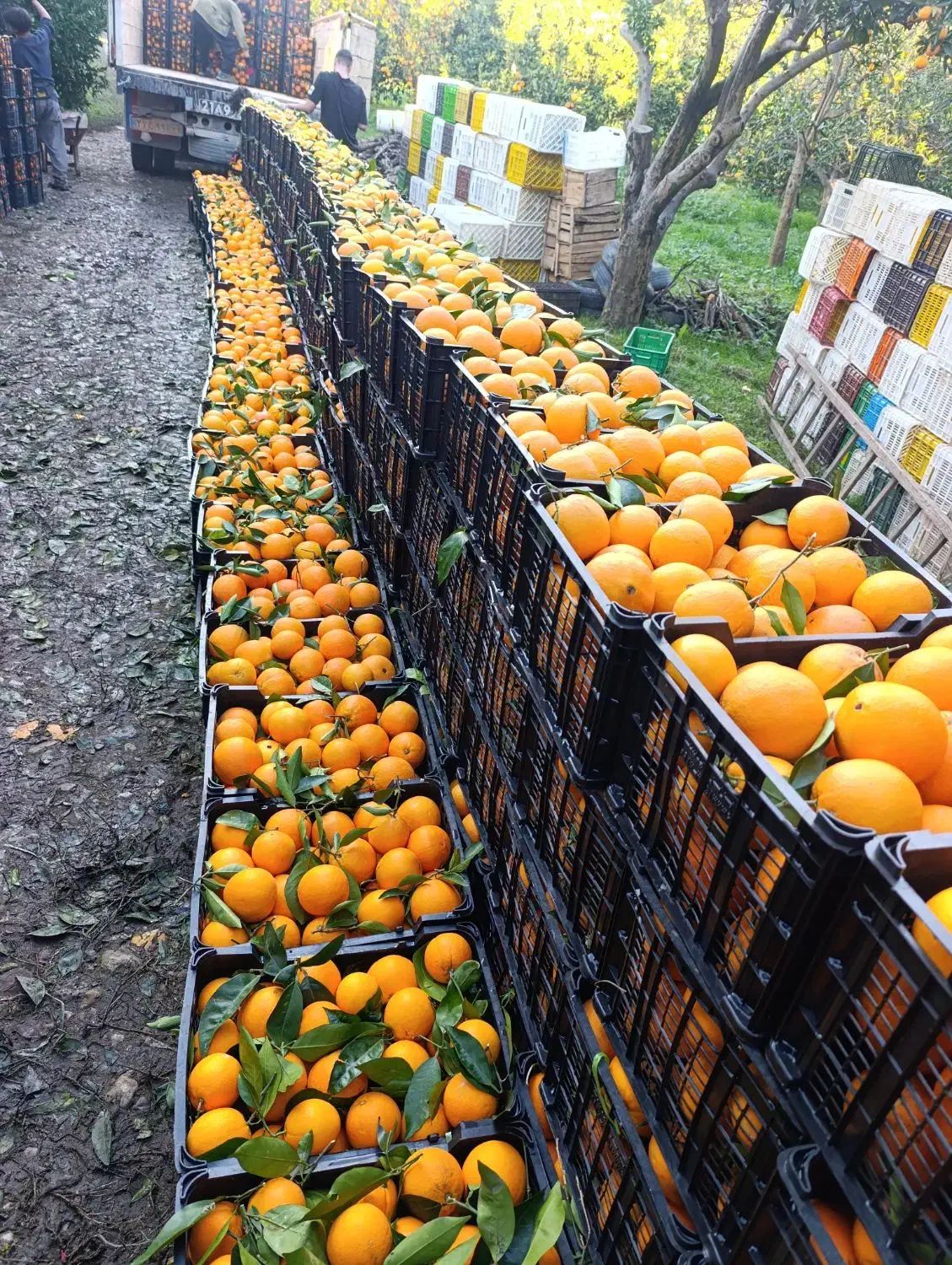 پرتقال|خوردنی و آشامیدنی|آمل, |دیوار