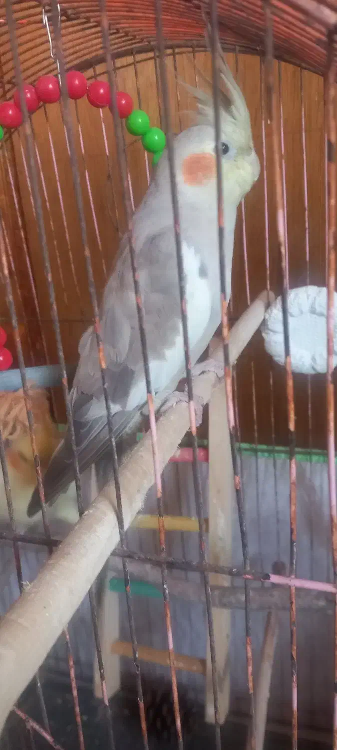 عروس هلندی|پرنده|کتالم و سادات شهر, |دیوار