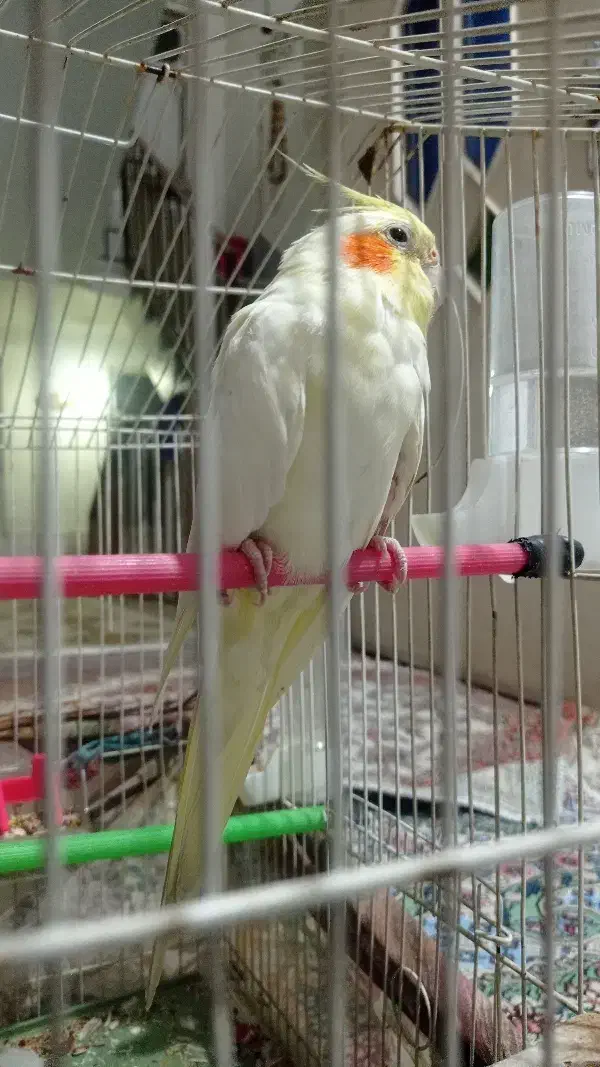 عروس هلندی فروش یا معاوضه|پرنده|سنندج, |دیوار