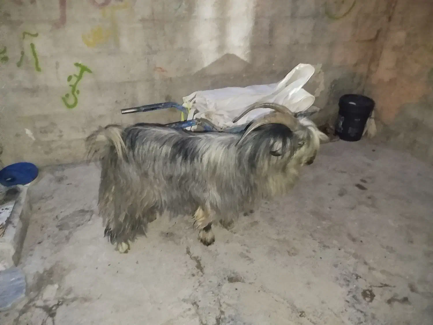 بز بیگ نر|حیوانات مزرعه|اردل, |دیوار