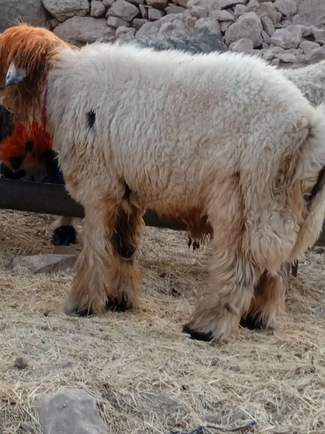 ی عدد کوه قوچ روزگاری میش رون|حیوانات مزرعه|ایذه, |دیوار