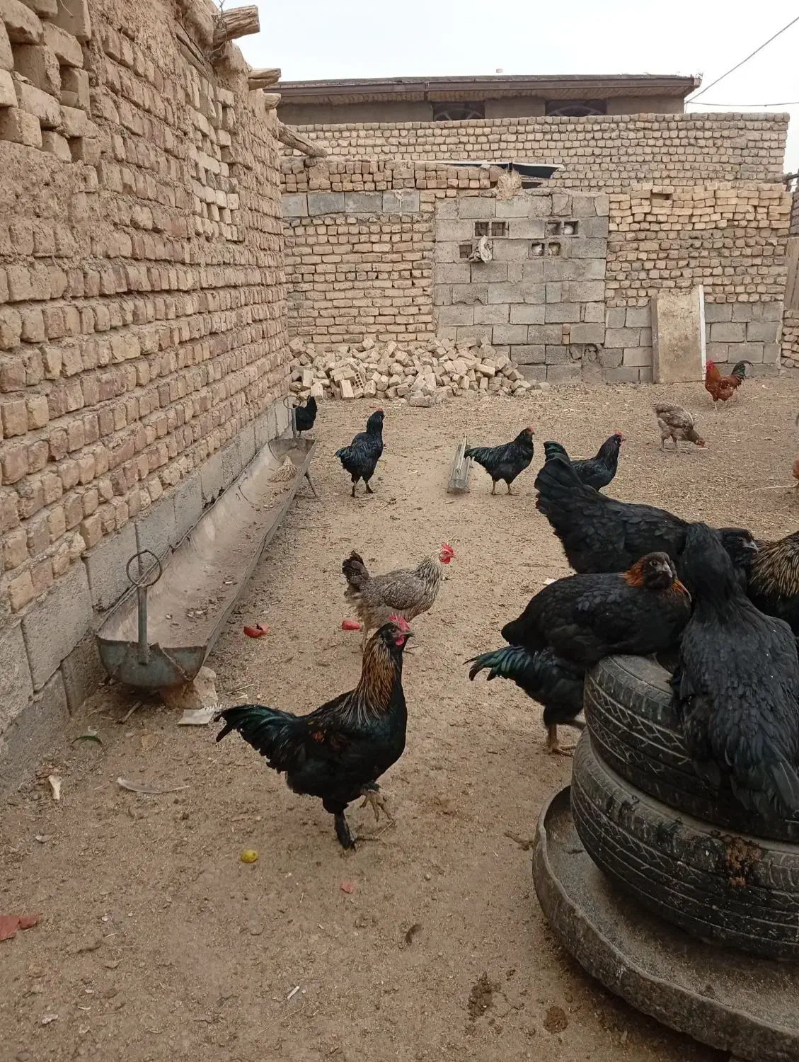 خروس مرندی سیاه|حیوانات مزرعه|جعفرآباد, |دیوار