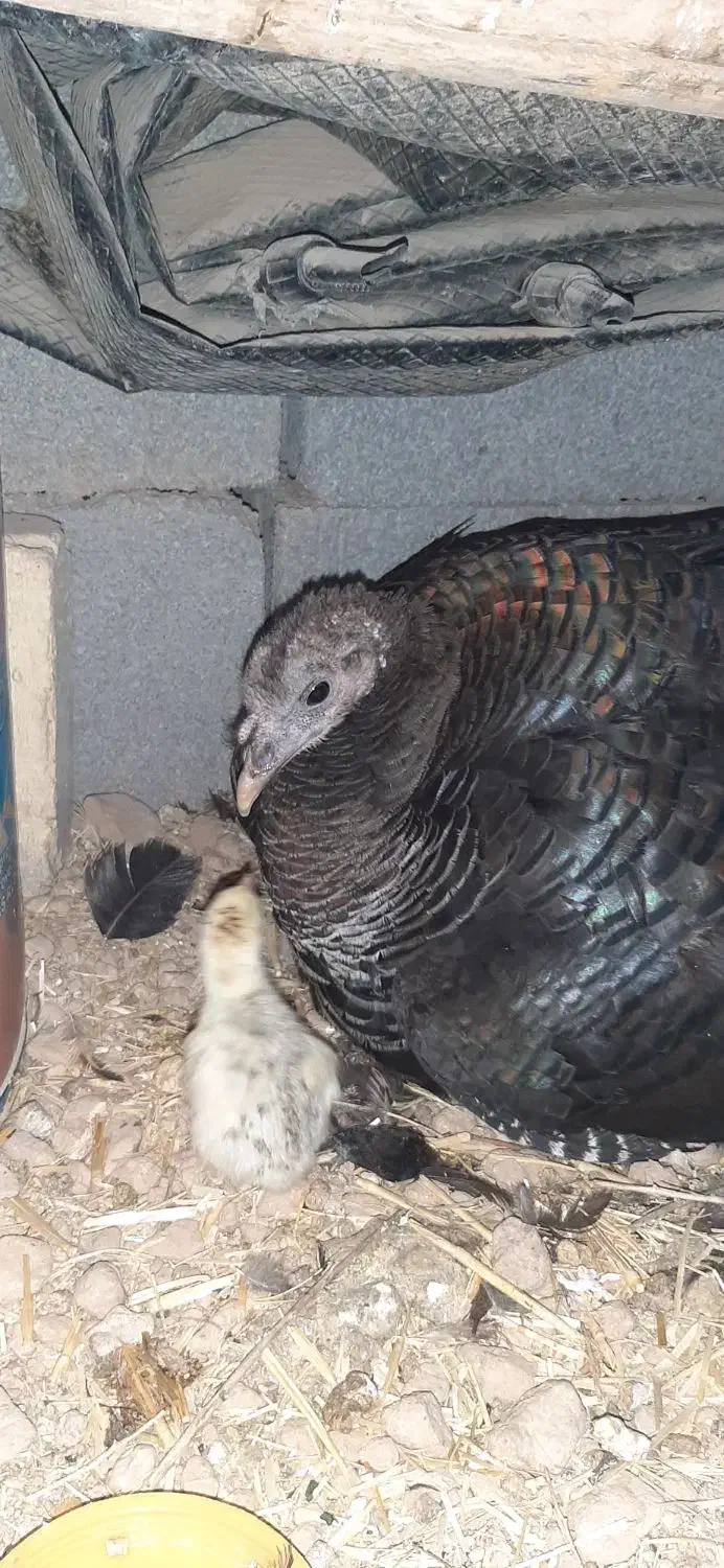 تعدادی بوقلمون بفروش میرسد|حیوانات مزرعه|کوار, |دیوار