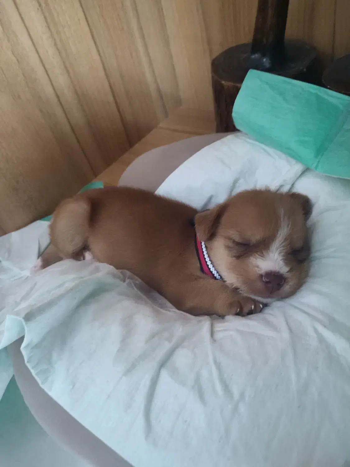 واگذاری پت|سگ|رشت, فلسطین|دیوار