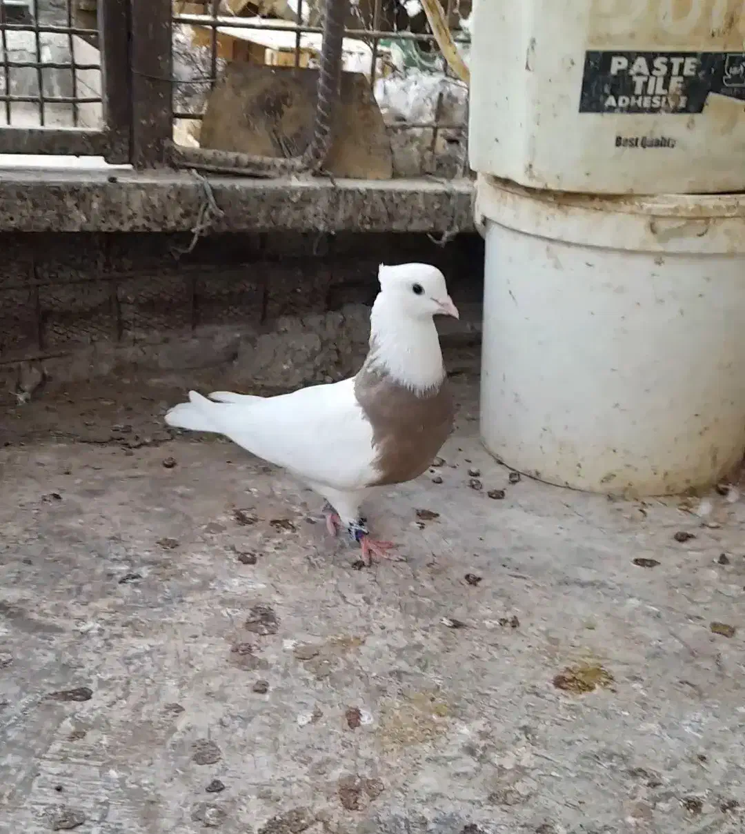 ماده طوقی|پرنده|خرمشهر, |دیوار