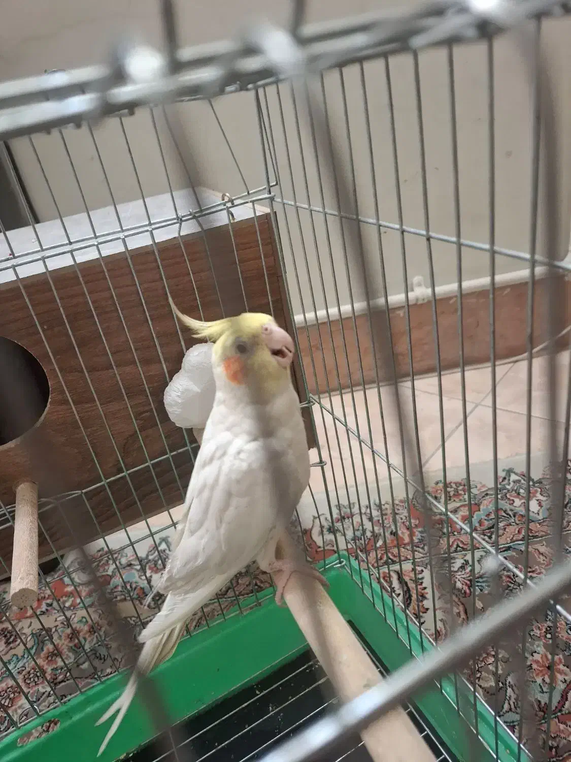 عروس هلندی  سخت گو|پرنده|قرچک, شهرک طلائیه|دیوار