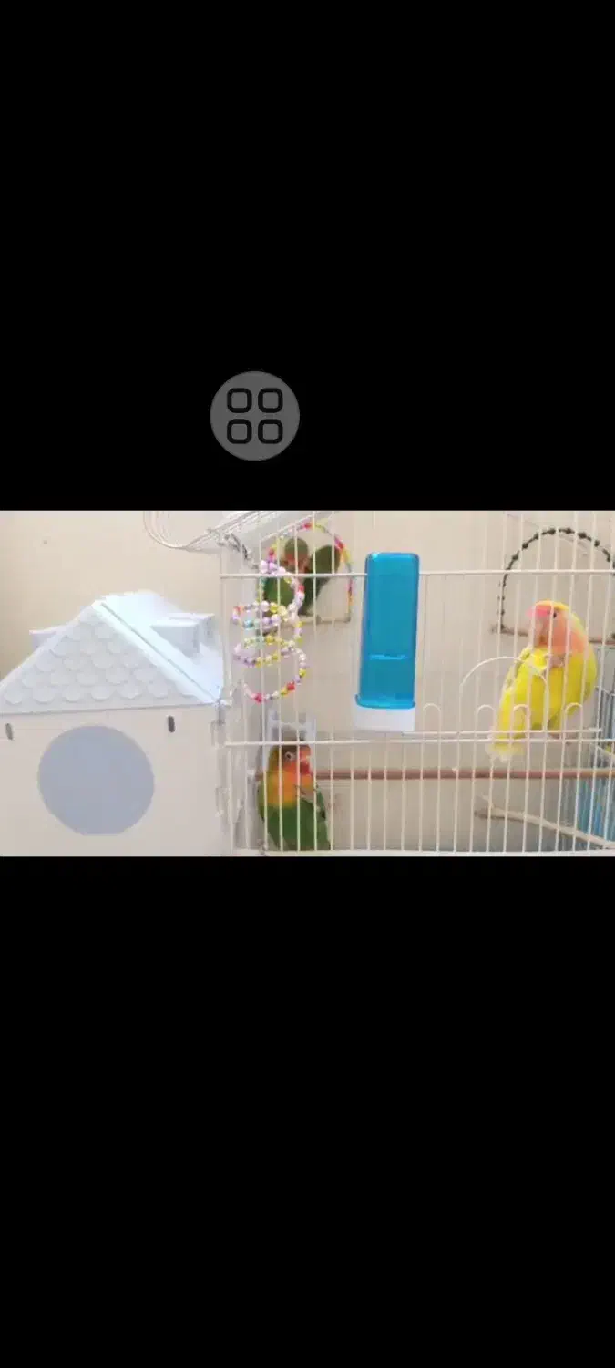 طوطی برزیلی|پرنده|تهران, ایرانشهر|دیوار