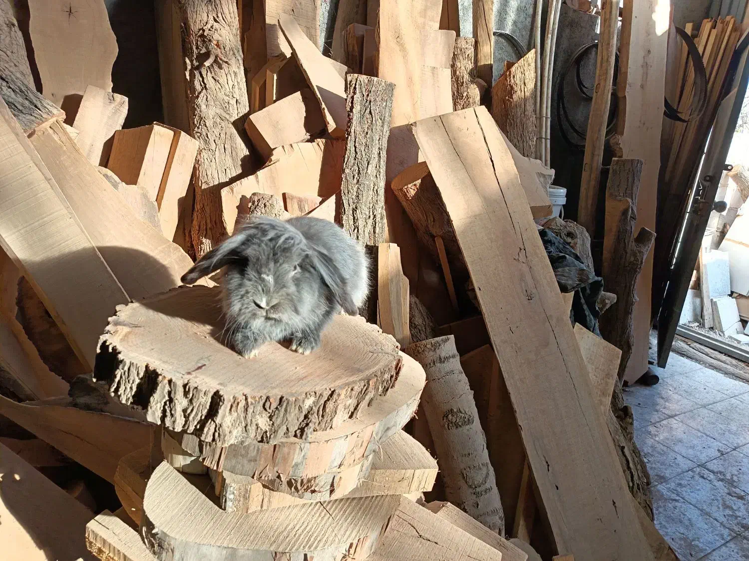 خرگوش لوپ بلو نر|موش و خرگوش|نجف‌آباد, امام خمینی|دیوار