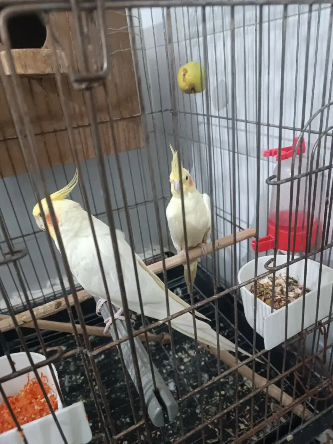 عروس هلندی لوتینو|پرنده|حمیدیا, |دیوار