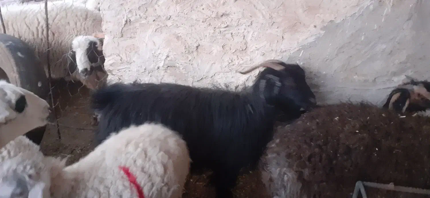 بره ماده سبک  قوچ چاق و  بز چاق|حیوانات مزرعه|سده (خراسان جنوبی), |دیوار