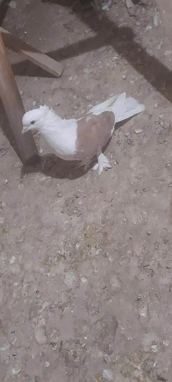 کبوتر هما|پرنده|فشاپویه, |دیوار