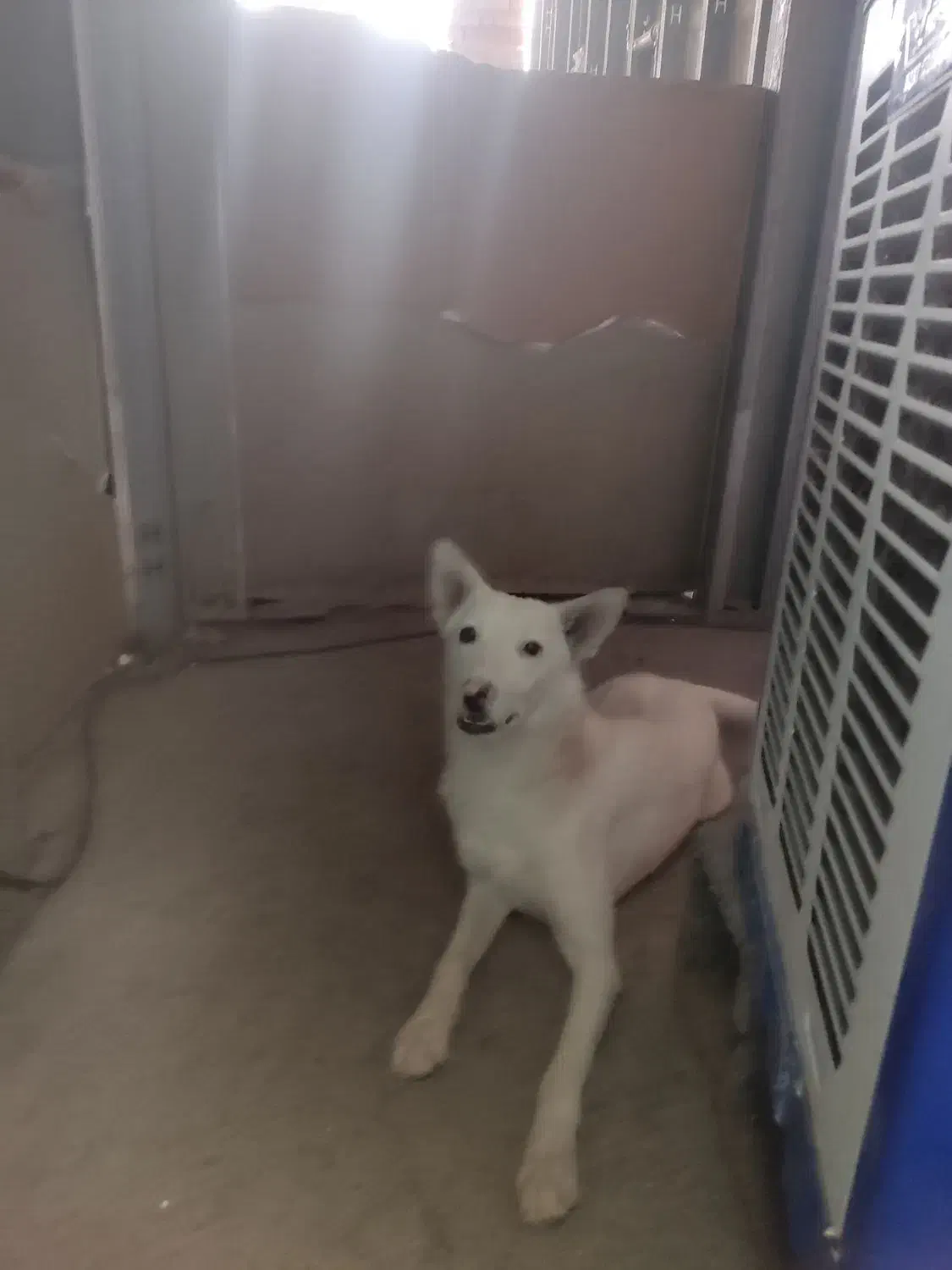 سفید برفی برای نگهبانی ویلا|سگ|کرمان, |دیوار