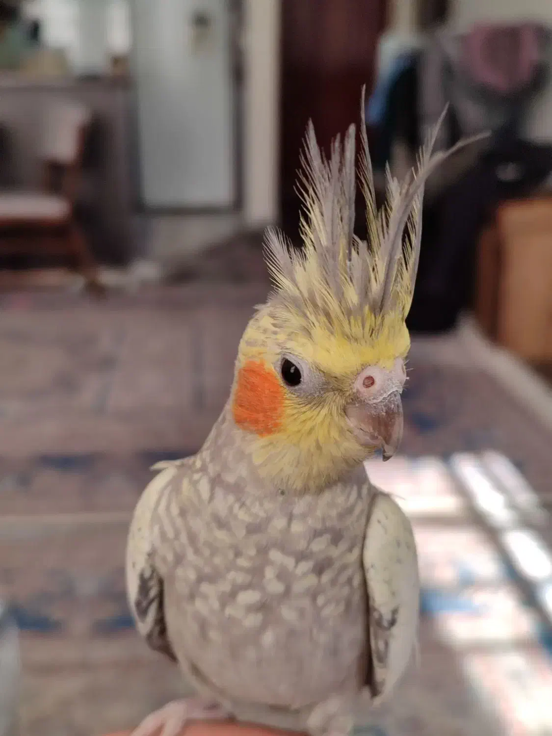 عروس هلندی مولد|پرنده|اندیشه, پرنیان|دیوار