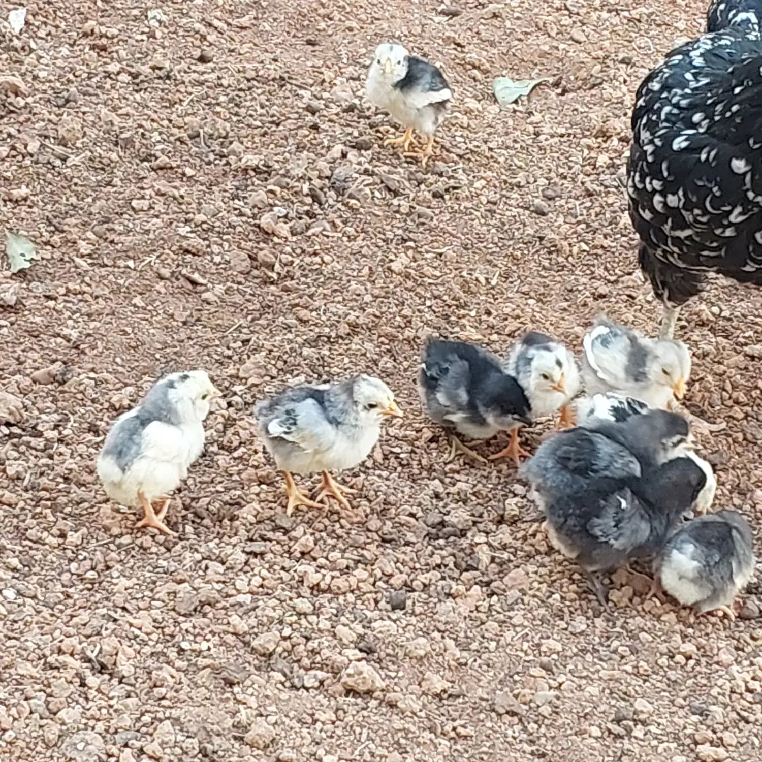 جوجه مرغ و خروس گلین|حیوانات مزرعه|شیراز, شهرک گلستان|دیوار