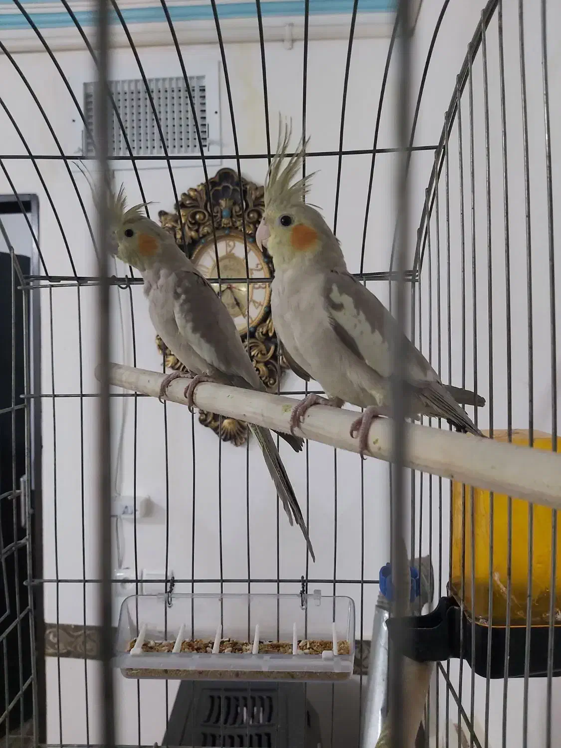 عروس هلندی|پرنده|رباط‌کریم, نصیرشهر|دیوار