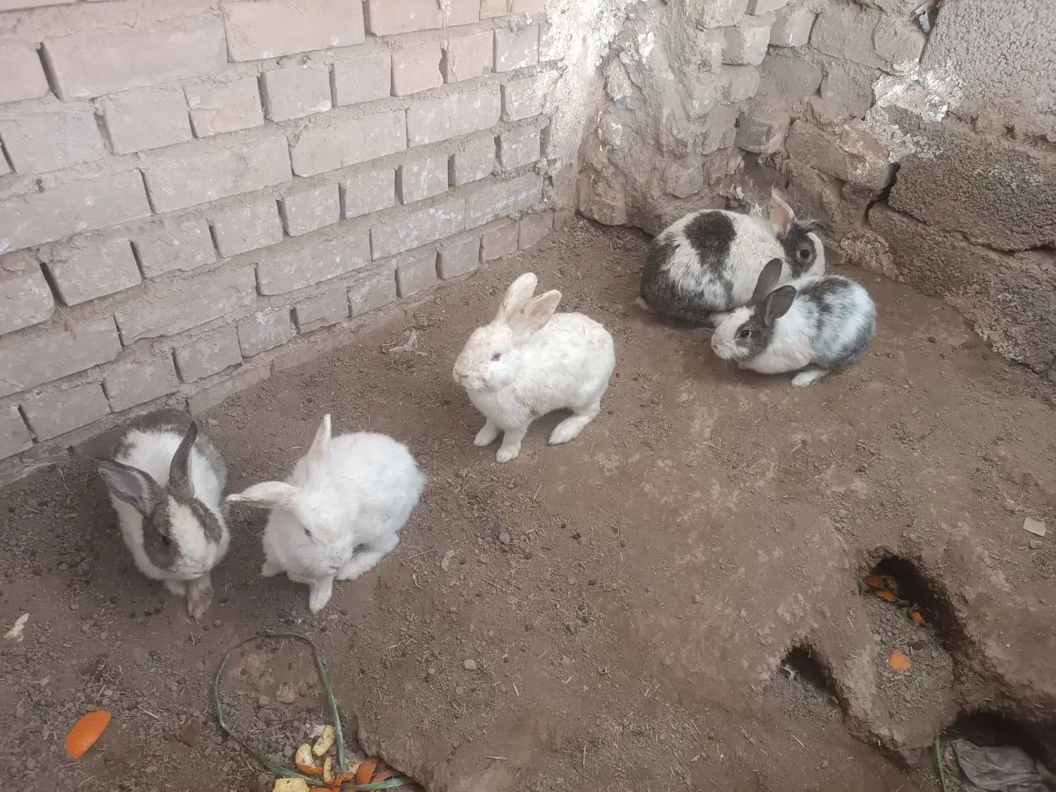 خرگوش کوهستانی|موش و خرگوش|رفسنجان, |دیوار