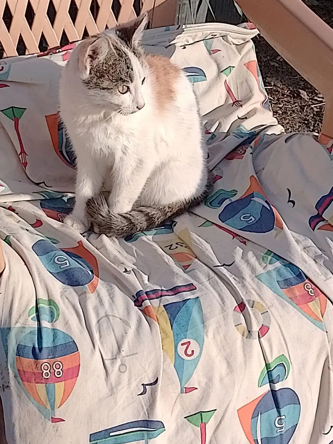 گربه گمشده|حیوانات|باغستان, |دیوار