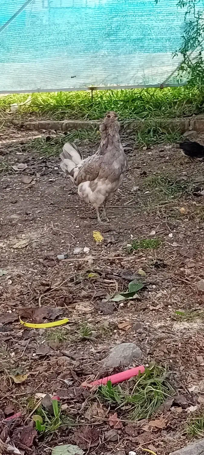 تخم مرغ گلین طوسی اصیل|حیوانات مزرعه|رضوانشهر, |دیوار