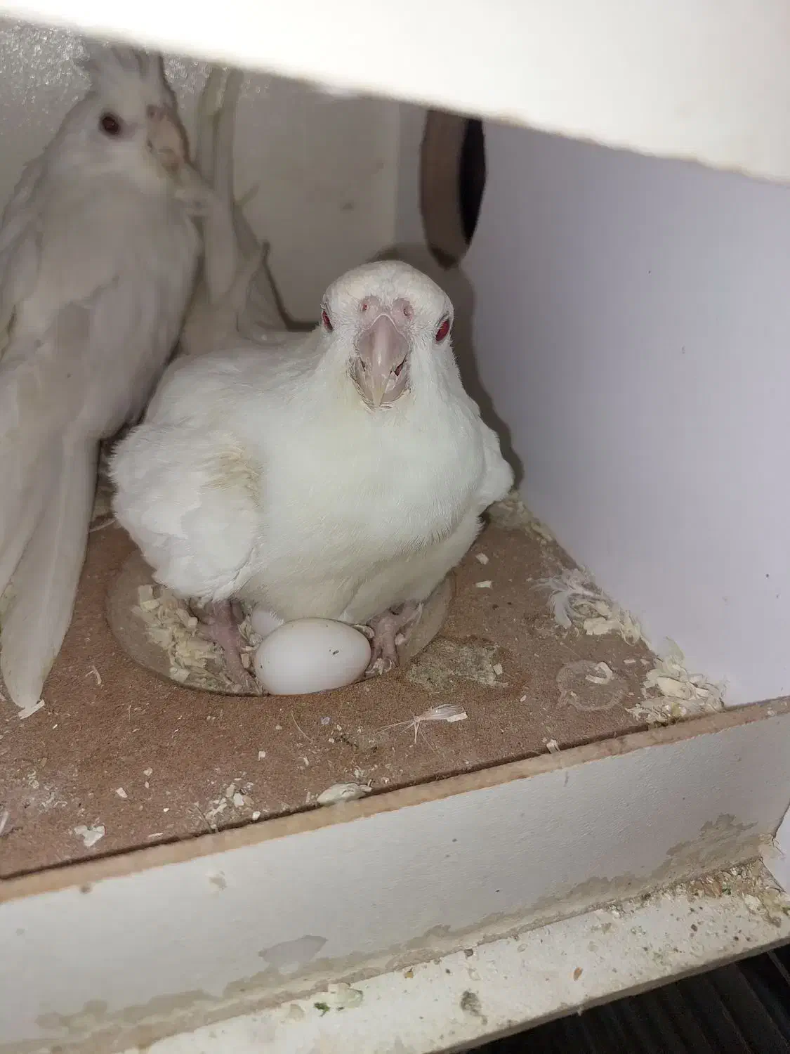 عروس البینو|پرنده|ماهدشت, |دیوار