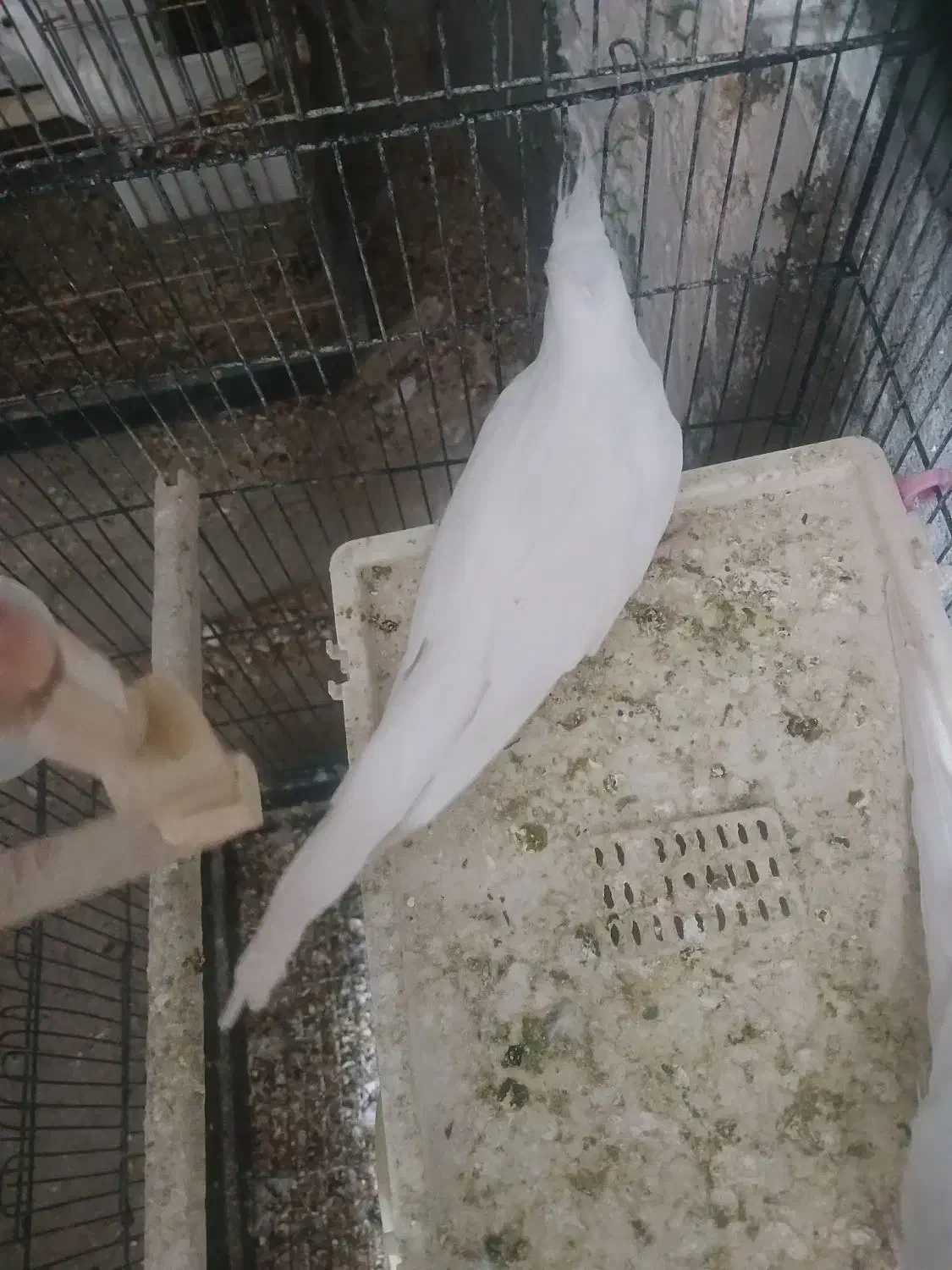 فروش عروس هلندی البینو ماده|پرنده|فامنین, |دیوار