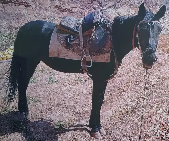 اسب|اسب و تجهیزات اسبسواری|چناران, |دیوار