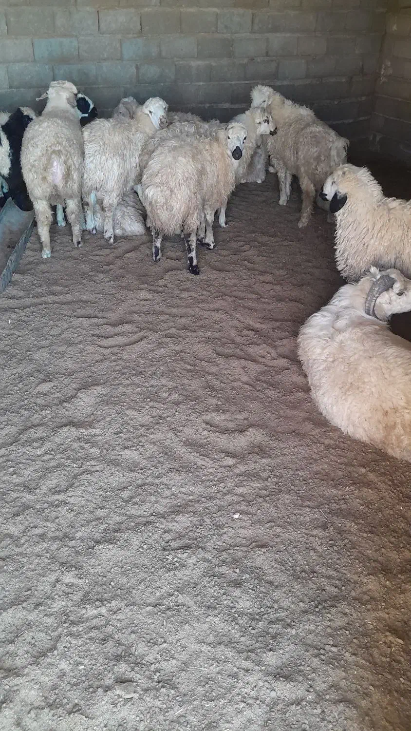 بره نر|حیوانات مزرعه|باغ صفا, |دیوار