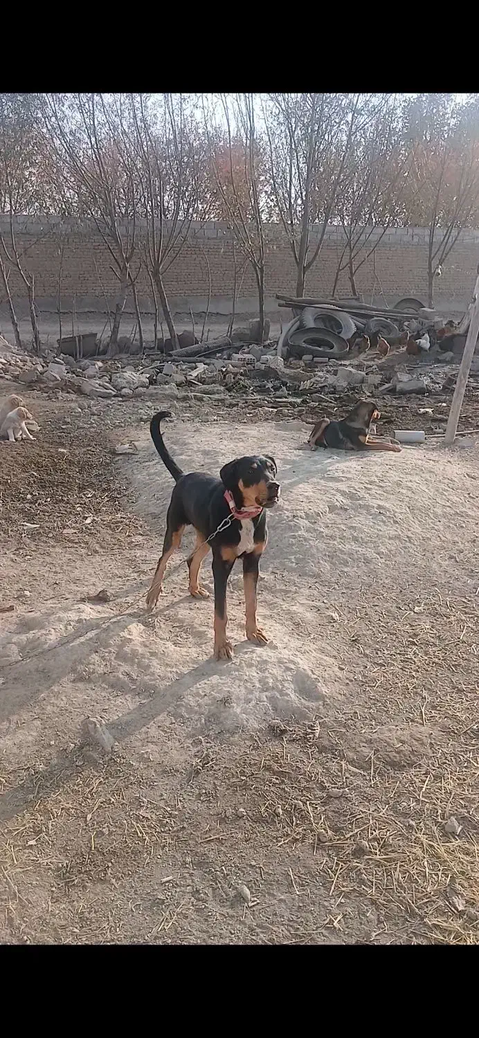 سگ گمشده|حیوانات|اردبیل, |دیوار